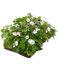 Geranium cantabrigiense 'Biokovo' 