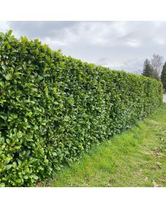 Laurbærkirsebær Rotundifolia