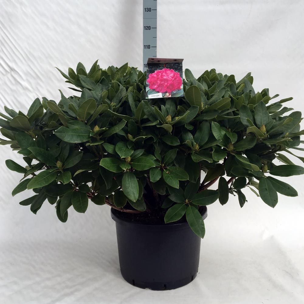 Rhododendron ‘Germania’