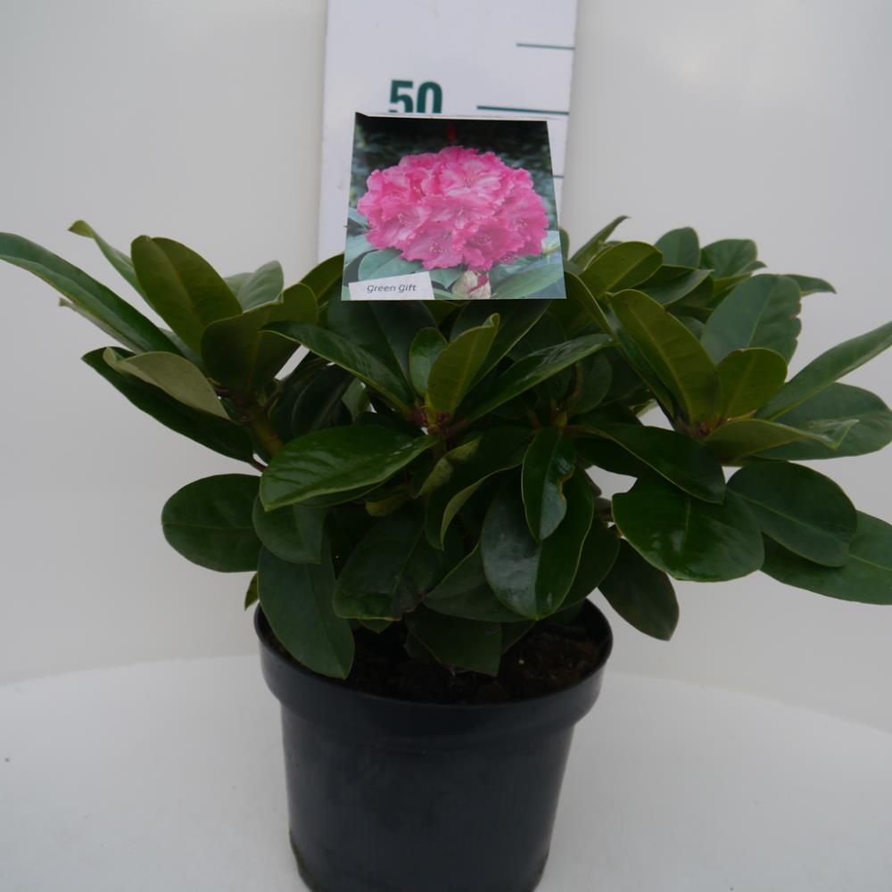 Rhododendron ‘Germania’