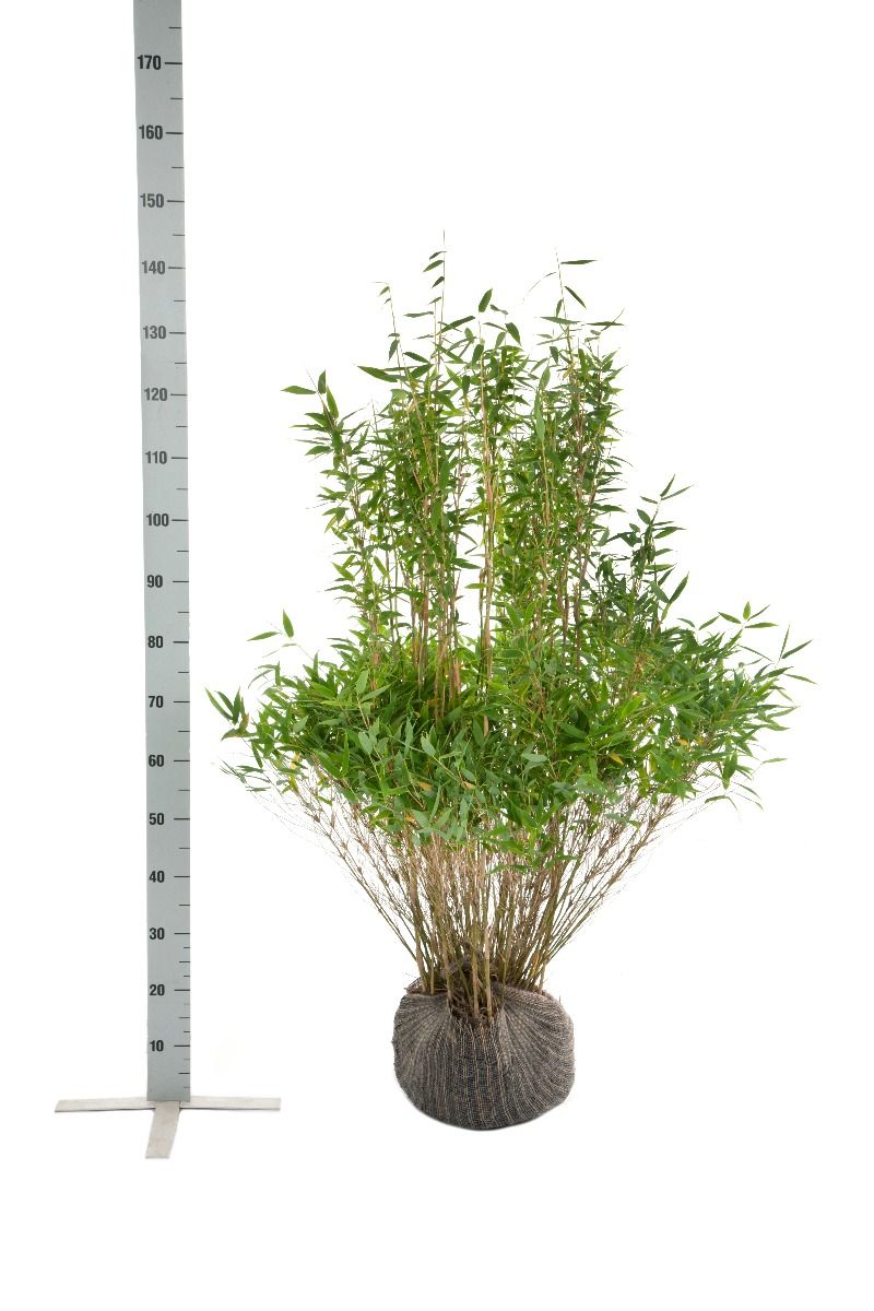 Bamboe Fargesia 'Simba'