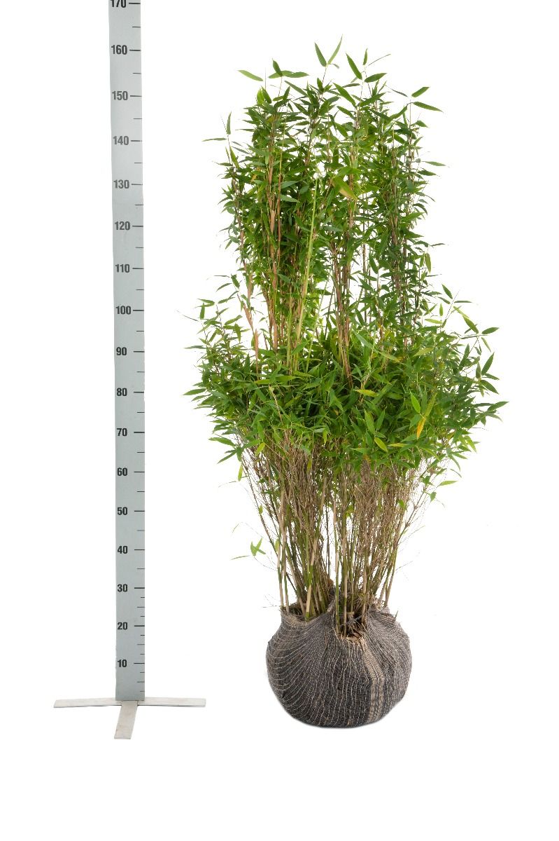 Bamboe Fargesia 'Simba'