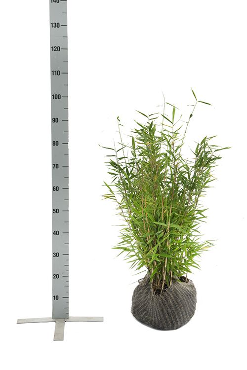 Bamboe Fargesia 'Simba'