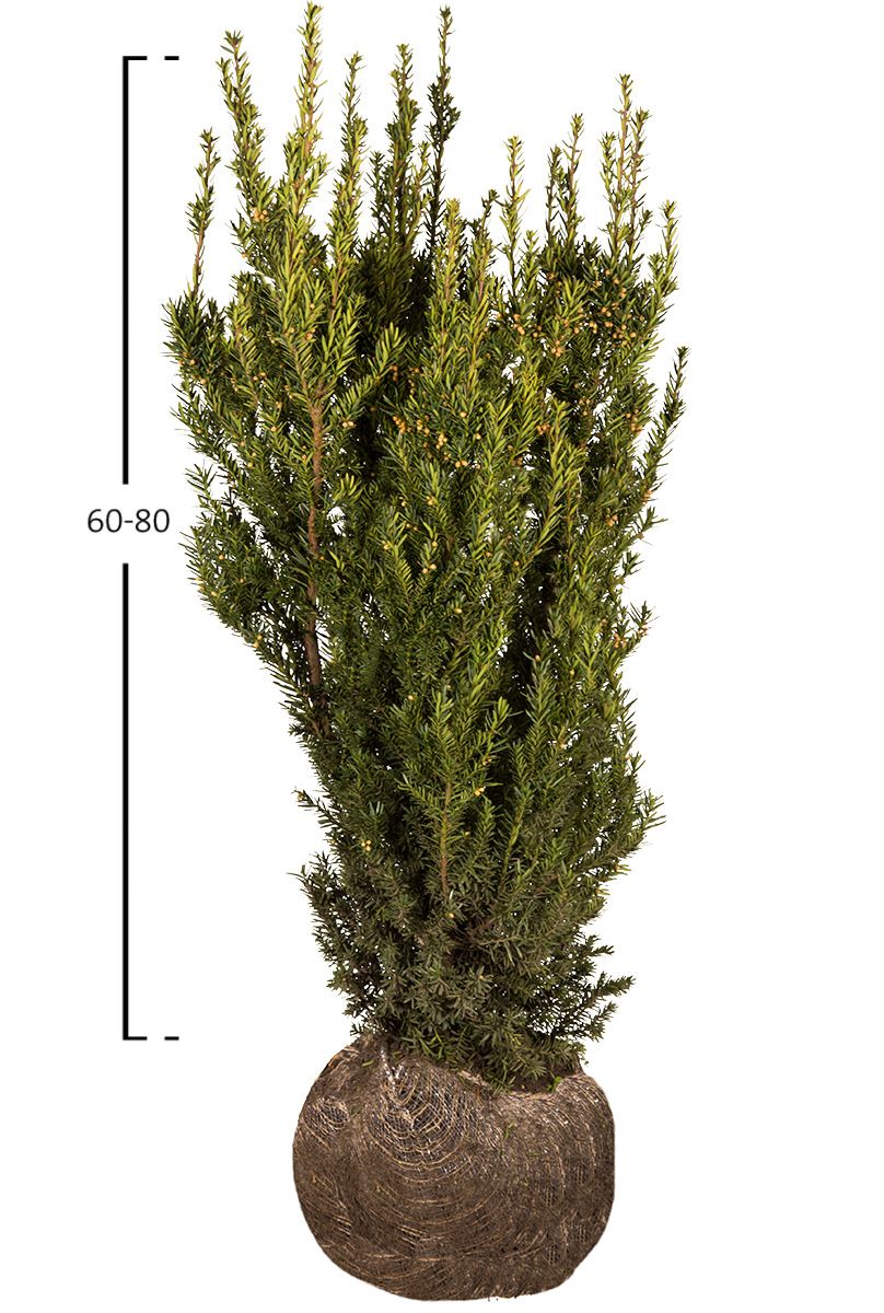 Taxus Hicksii (med bær)