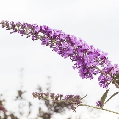 Sommerfuglebusk 'Pink Delight'