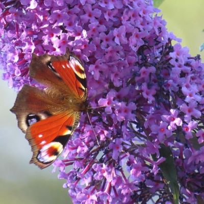 Sommerfuglebusk Lochinch