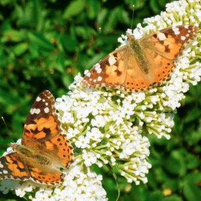 Sommerfuglebusk 'White Profusion'