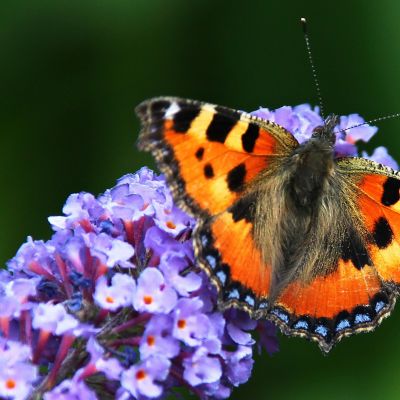 Sommerfuglebusk 'Empire Blue'