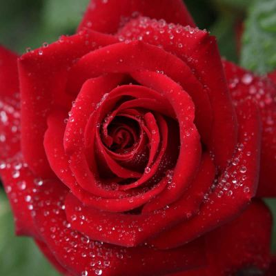 Storblomstrende rose Ingrid Bergman