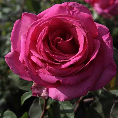 Storblomstrende rose Parole ®
