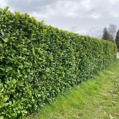 Laurbærkirsebær Rotundifolia