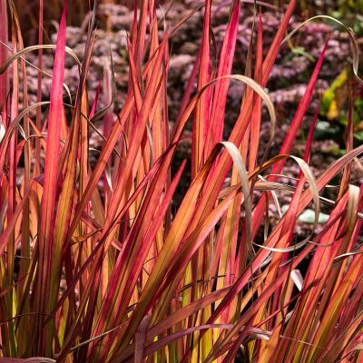 Japansk blodgræs 'Red Baron' 20x