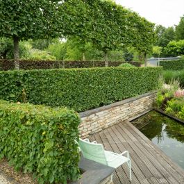 Almindelig avnbøg (Carpinus betulus) | Garmundo.dk
