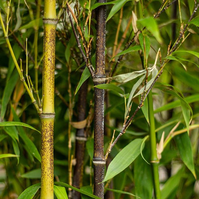 Phyllostachys nigra | Stedsegrøn sort bambus | Garmundo.dk