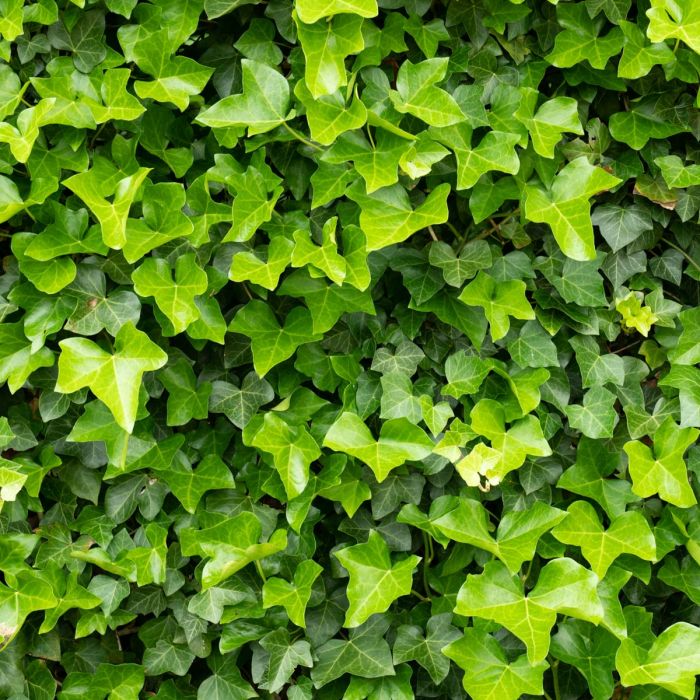 Lillebladet vedbend (Hedera | Garmundo