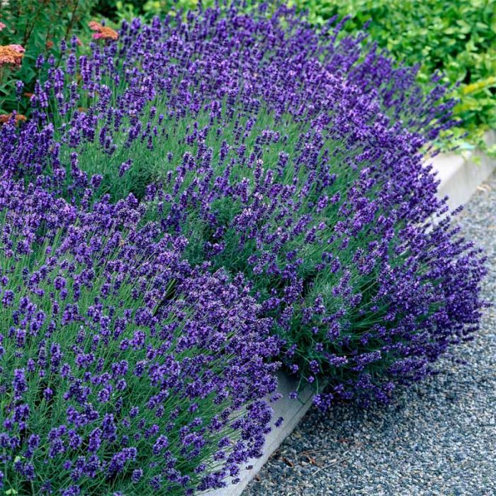 52+ Lavendel Kätz, Katzenliebhaber müssen sich jedoch keine sorgen