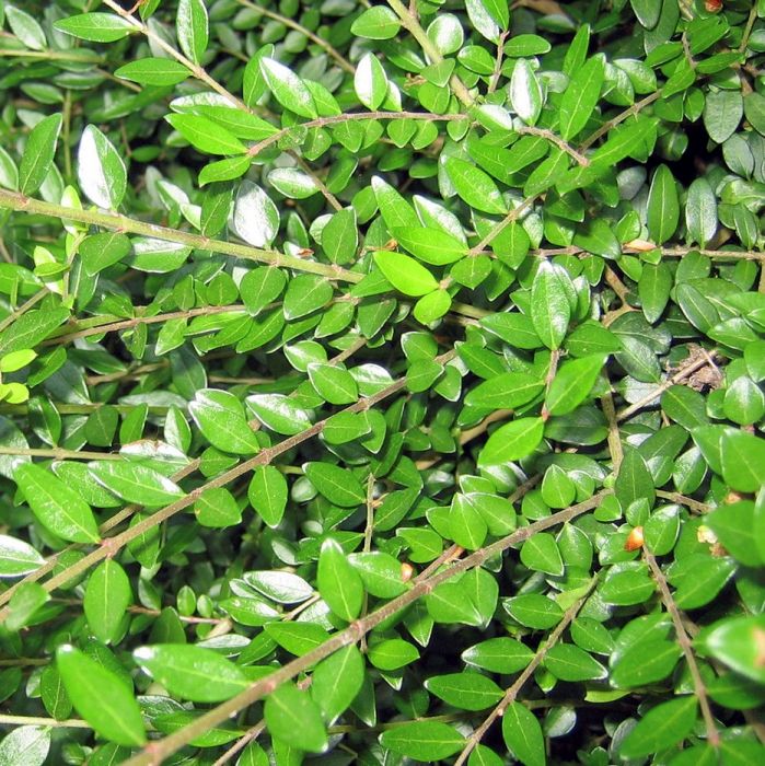 Lonicera nitida 'Elegant' (Myrtegedeblad) Garmundo.dk